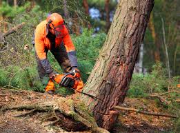 Best Tree Disease Treatment  in Rosaryville, MD