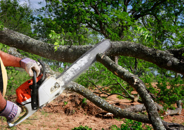 Best Tree Removal  in Rosaryville, MD