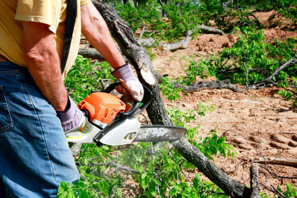 Why Choose Our Tree Removal Services in Rosaryville, MD?